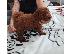 PoulaTo: Red to that poodle